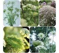 Semi di carota selvatica Daucus carota, vecchie varietà semi di come per gli ospiti selvatici to esotiche decorazione da giardino per esterni serre 150pcs