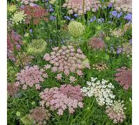 Semi di carota selvatica - decorazioni giardino per esterni vecchie varietà per giardinieri raro organico balcone esotico semi di selvatici 100pcs