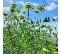 semi di carota selvatica - decorazioni rare esotiche perenni resistenti 200pcs