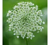 semi di carota selvatica - giardino perenni resistenti tappezzatura del terreno 100pcs