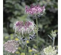 Semi di carota selvatica - organico per giardinieri vecchie varietà semi di per i luoghi soleggiati raro decorazioni giardino esterni 100pcs