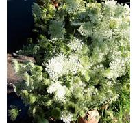Semi di carota selvatica - organico raro decorazioni giardino per esterni balcone vecchie varietà copertura del terreno semi di 150pcs