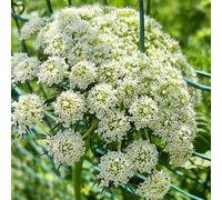 semi di carota selvatica per decorazioni esotiche perenni resistenti in primaverili 200pcs