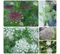 Semi di carota selvatica - per giardinieri esotico semi di selvatici organico vecchie varietà decorazioni giardino per esterni copertura del terreno 500pcs