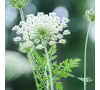 Semi di carota selvatica - per giardinieri semi di selvatici resistenti per giardini rocciosi balcone decorazioni giardino esterni 300pcs