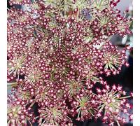 semi di carota selvatica perenne da appartamento per il giardino decorazioni rare esotiche 80pcs