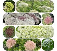 semi di carota selvatica perenne resistente biologici vecchie varietà decorazione da giardino 250pcs