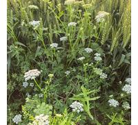 Semi di carota selvatica - prodotti sostenibili resistenti per giardini rocciosi selvatiche semi di selvatici resistenti verdi organico esotico 500pcs