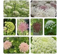 semi di carota selvatica - resistente biologici vecchie varietà decorazione da giardino 250pcs