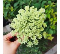 semi di carota selvatica resistente da balcone per decorazioni esotiche 350pcs