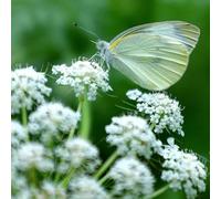 Semi di carota selvatica - resistenti per giardini rocciosi vecchie varietà raro organico semi di selvatici decorazioni giardino per esterni 300pcs