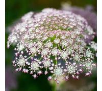 Semi di carota selvatica - semi di selvatici vecchie varietà resistenti per giardini rocciosi organico per giardinieri esotico resistenti raro 250pcs