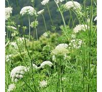 Semi di carota selvatica - semi di vecchie varietà da esterno resistenti del farfalle da balcone autunnali resistenti 300pcs