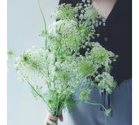 Semi di carota selvatica - serre da balcone autunnali resistenti vecchie varietà semi di farfalle rare copertura del terreno come 150pcs