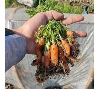 semi di carota semi di balcone biologici resistenti giardino del balcone con letti alti perenni resistenti 500pcs