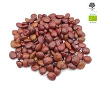 Semi di carruba biologica greca 220 g | Ceratonia Siliqua
