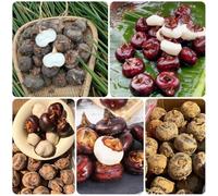 Semi di Castagna d'Acqua - Balcone invernali Eleocharis dulcis, vecchie varietà, sementi biologiche semi di da giardino 60pcs