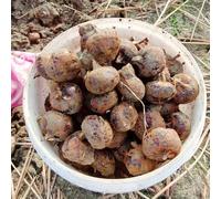 Semi di castagna d'acqua - frutteto esotico sostenibili da balcone aromatiche da giardino giardino sul balcone semi di resistenti raro frutto 60pcs