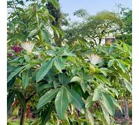 semi di castagna del denaro esotica e piccolo per contenitore, d'appartamento e giardino roccioso, amante dell'ombra e balcone 8pcs