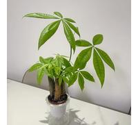 semi di castagna del denaro per balcone, amante dell'ombra, acquistare piccolo per contenitore, per giardino roccioso 3pcs