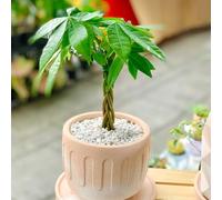 semi di castagna fortunata, semi da giardino resistenti per il giardino Le sempreverdi sono resistenti decorazione 1pcs