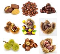 Semi di castagno - biologici Semi di castagno, giardino di resistente semi dell'albero semi di d'appartamento esotiche 50pcs