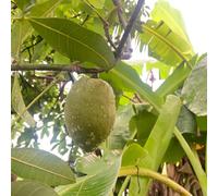 Semi di castagno dei soldi, balcone aiuole rialzate esotiche resistenti 1pcs