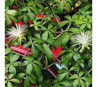 Semi di castagno dei soldi, balcone esotiche resistenti biologici 3pcs