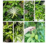 Semi di castagno dei soldi, balcone rare da giardino interno 6pcs