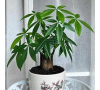 Semi di castagno dei soldi, resistenti interno 10pcs