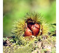 semi di castagno dolce resistenti resistenti per balconi castagno dolce di per il giardino bonsái 25pcs