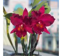 Semi di Cattleya - perenni resistenti per gli amanti del giardino serre da balcone vecchie varietà decorazioni da giardino per esterni arredamento del soggiorno semi di 50pcs