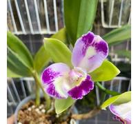 Semi di Cattleya - semi di selvatici per i luoghi soleggiati resistenti per giardini rocciosi arredamento del soggiorno resistenti rialzata 30pcs