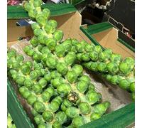 Semi di cavoletti Bruxelles - esotiche perenni resistenti biologici balcone vecchie varietà invernali giardino 250pcs