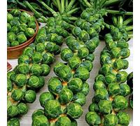 Semi di cavoletti Bruxelles - invernali resistenti giardino decorazione balcone 350pcs