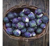 Semi di cavoletti Bruxelles - invernali resistenti giardino esotiche perenni varietà 30pcs