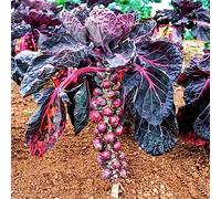 Semi di cavoletti Bruxelles - resistenti giardino perenni esotiche varietà vecchie 100pcs