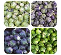 Semi di cavoletti Bruxelles - resistenti giardino vecchie varietà biologici balcone 300pcs