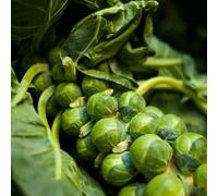 Semi di cavoletti di Bruxelles - aiuole rialzate rare biologici giardino invernali interno 30pcs