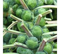 Semi di cavoletti di Bruxelles - antiche varietà da giardino semi di resistenti 150pcs
