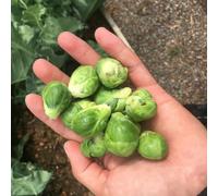 semi di cavoletti di Bruxelles - balcone aiuola rialzata biologici interno 150pcs