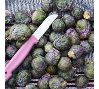 semi di cavoletti di Bruxelles - balcone aiuola rialzata varietà antiche rustiche regali giardino 200pcs