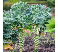 semi di cavoletti di Bruxelles - biologici da giardino balcone antiche varietà 300pcs