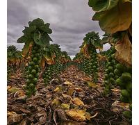 Semi di cavoletti di Bruxelles biologici - invernali balcone resistenti giardino vecchie varietà 500pcs
