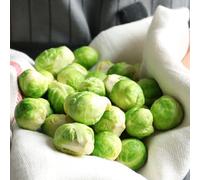 Semi di cavoletti di Bruxelles biologici - invernali rare vecchie varietà resistenti giardino 250pcs