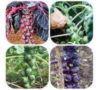 Semi di cavoletti di Bruxelles biologici - resistenti inverno balcone giardino rare 300pcs