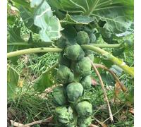 semi di cavoletti di Bruxelles - invernali d'appartamento da giardino to biologici 150pcs