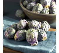 Semi di cavoletti di Bruxelles invernali resistenti per il giardino decorazione balcone 200pcs