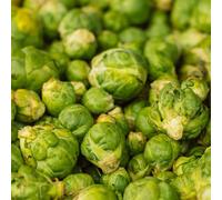 Semi di cavoletti di Bruxelles invernali resistenti per il giardino vecchie varietà 400pcs