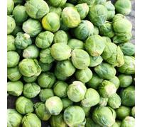 Semi di cavoletti di Bruxelles resistenti all'esterno per il giardino 250pcs